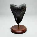 Megalodon Tooth