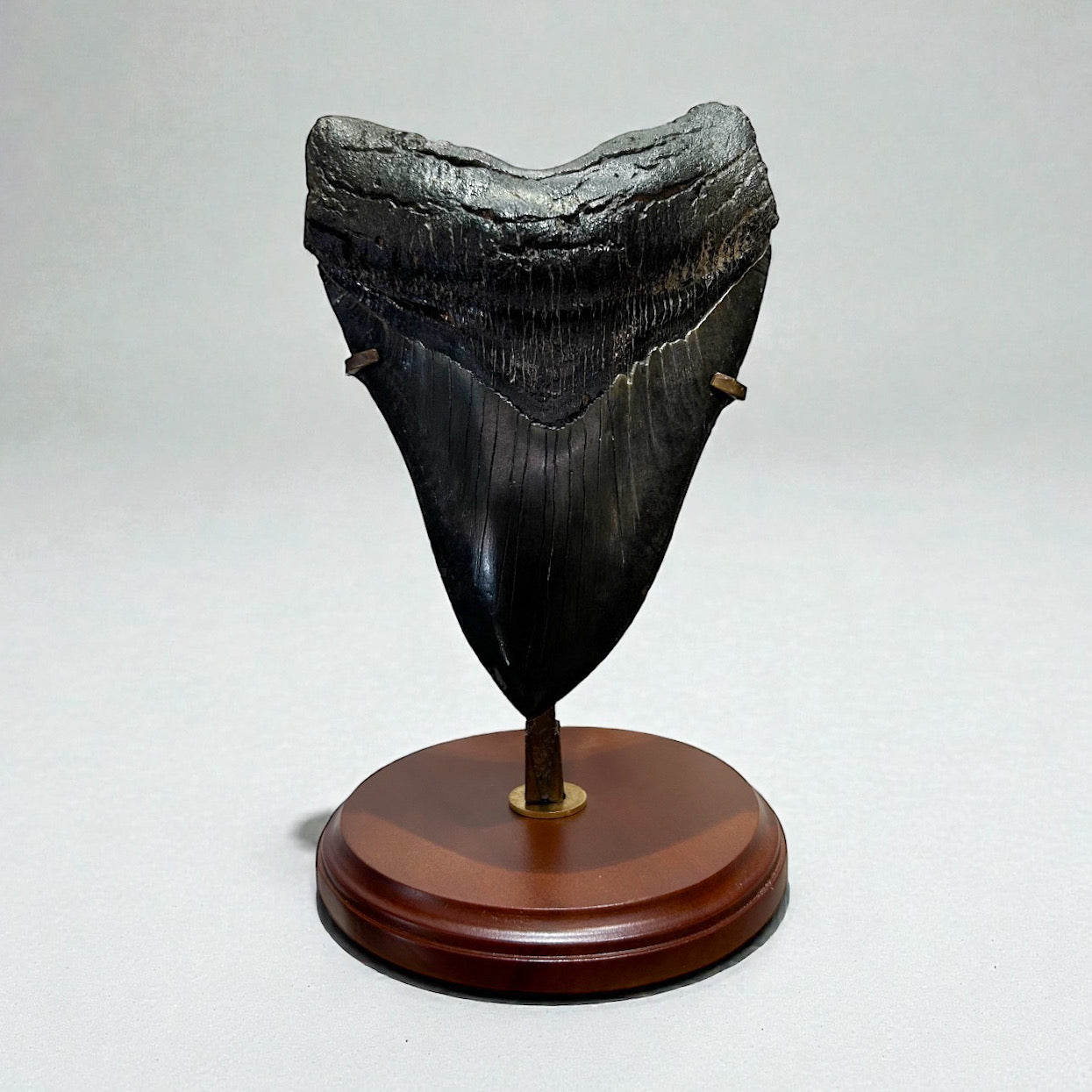 Megalodon Tooth
