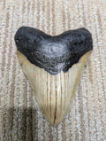 Stone Fossil