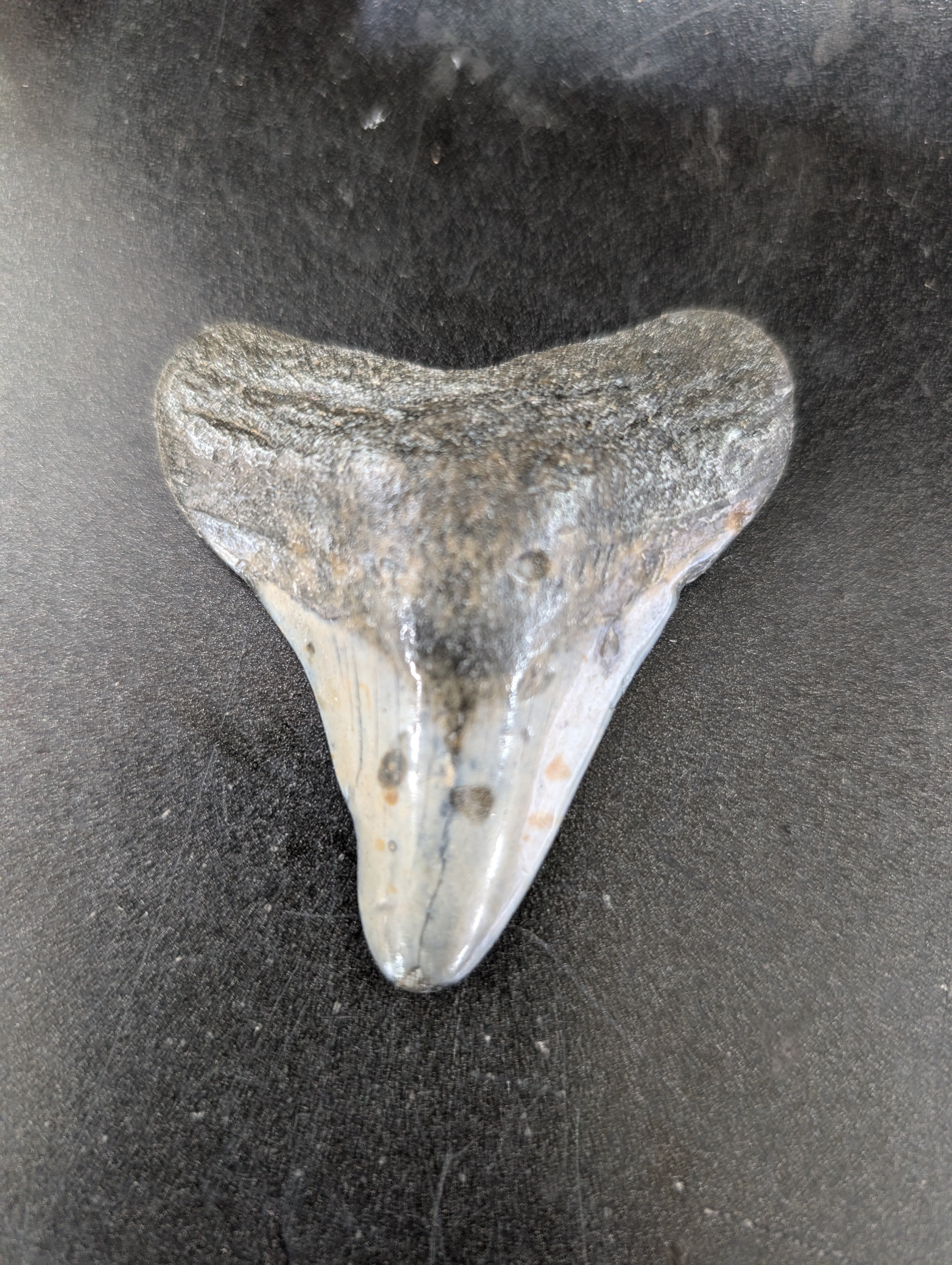 STONE FOSSILS