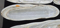 Stone Mineral