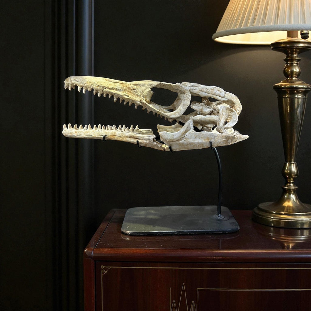 Haliasaurus Arambourgii Mosasaur Skull