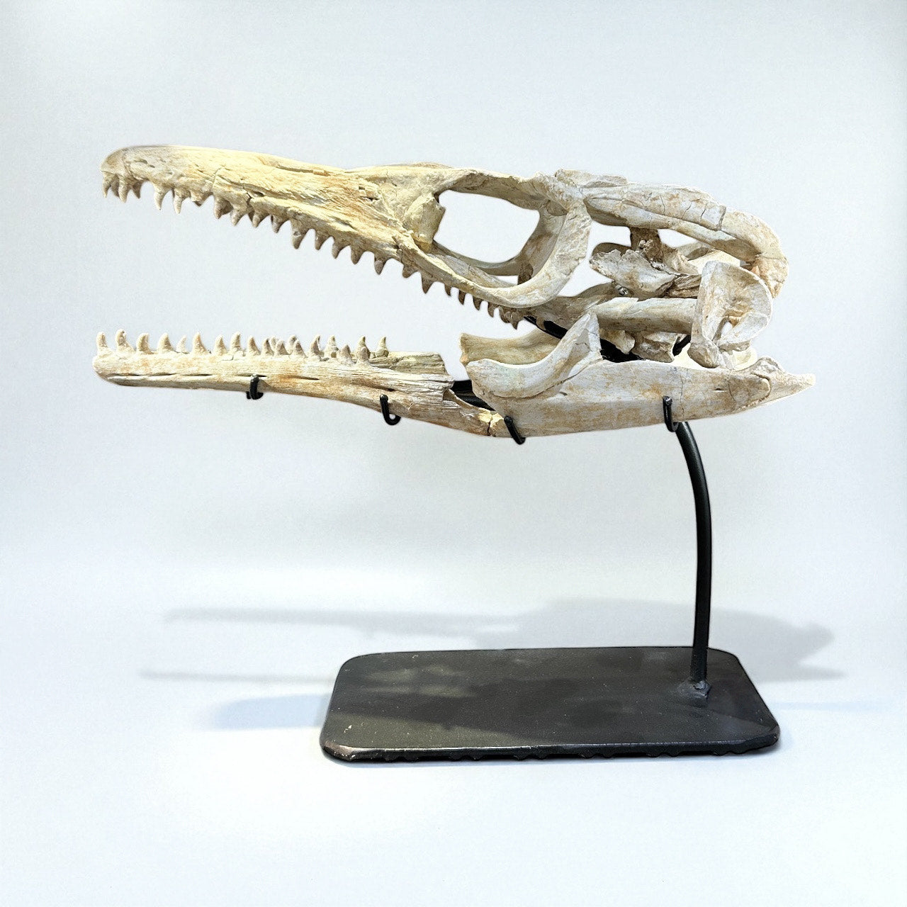 Haliasaurus Arambourgii Mosasaur Skull