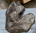 Stone Fossil