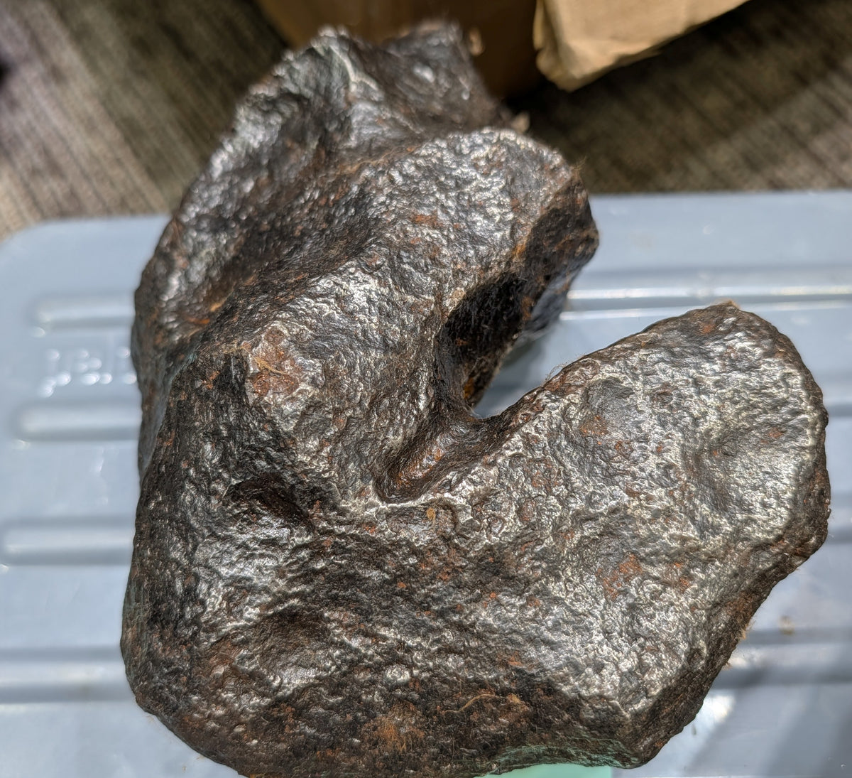 Stone Fossil
