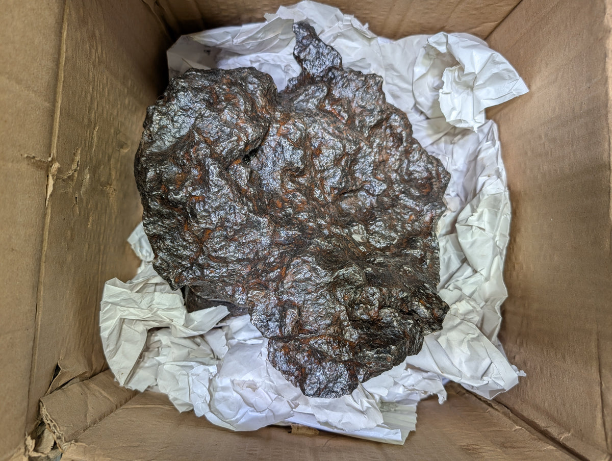 Stone Fossil