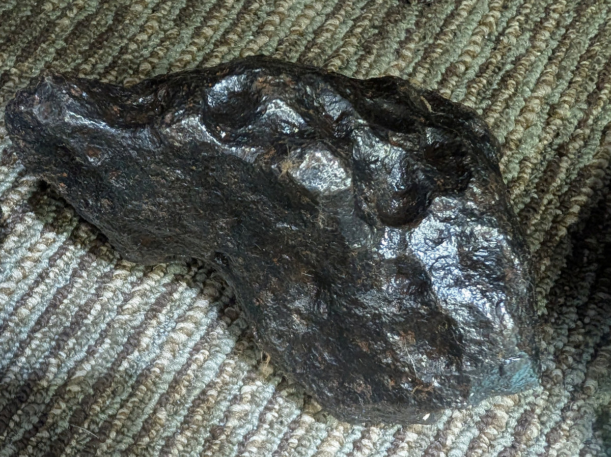 Stone Fossil
