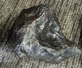Stone Fossil