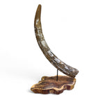 Female Mammoth Tusk