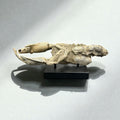 Indonesian Lobster Fossil