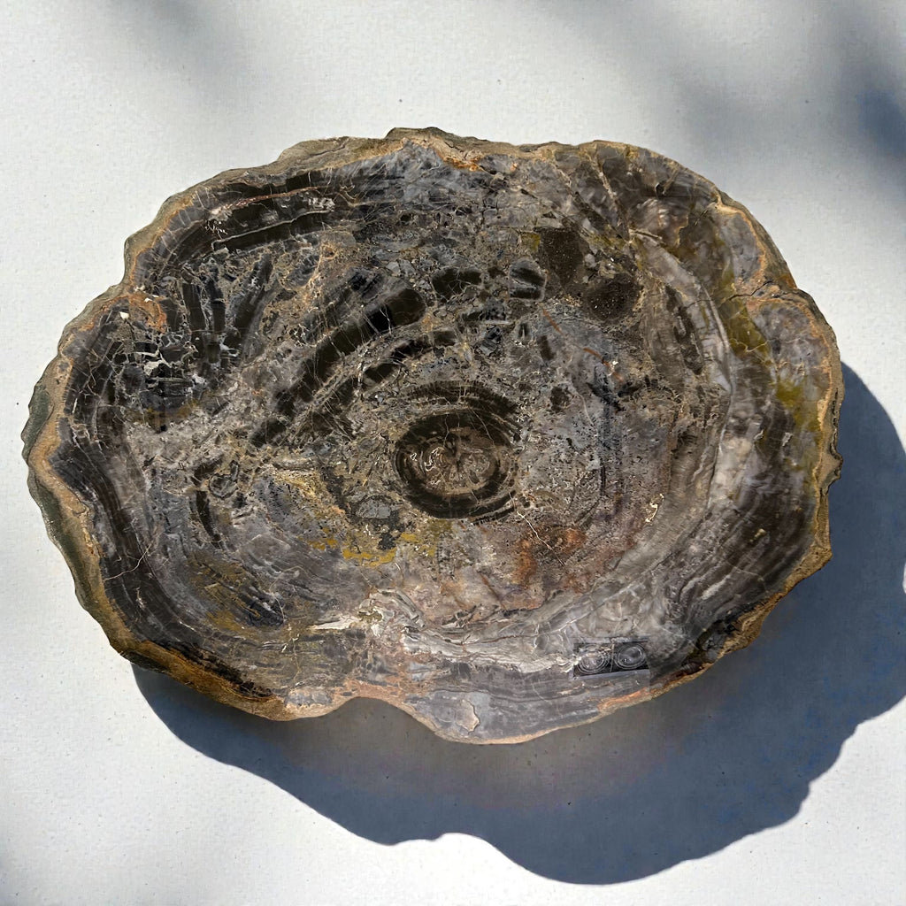 Arizona Petrified Wood Coffee Table