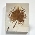 Palm Frond Fossil