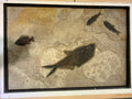 STONE FOSSILS