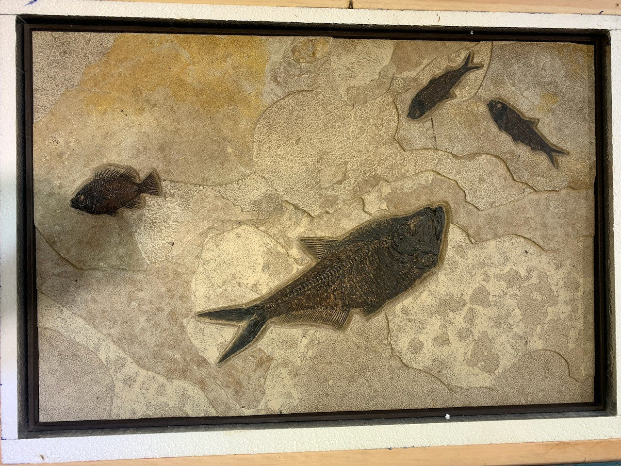 STONE FOSSILS