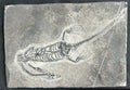 Stone Fossil