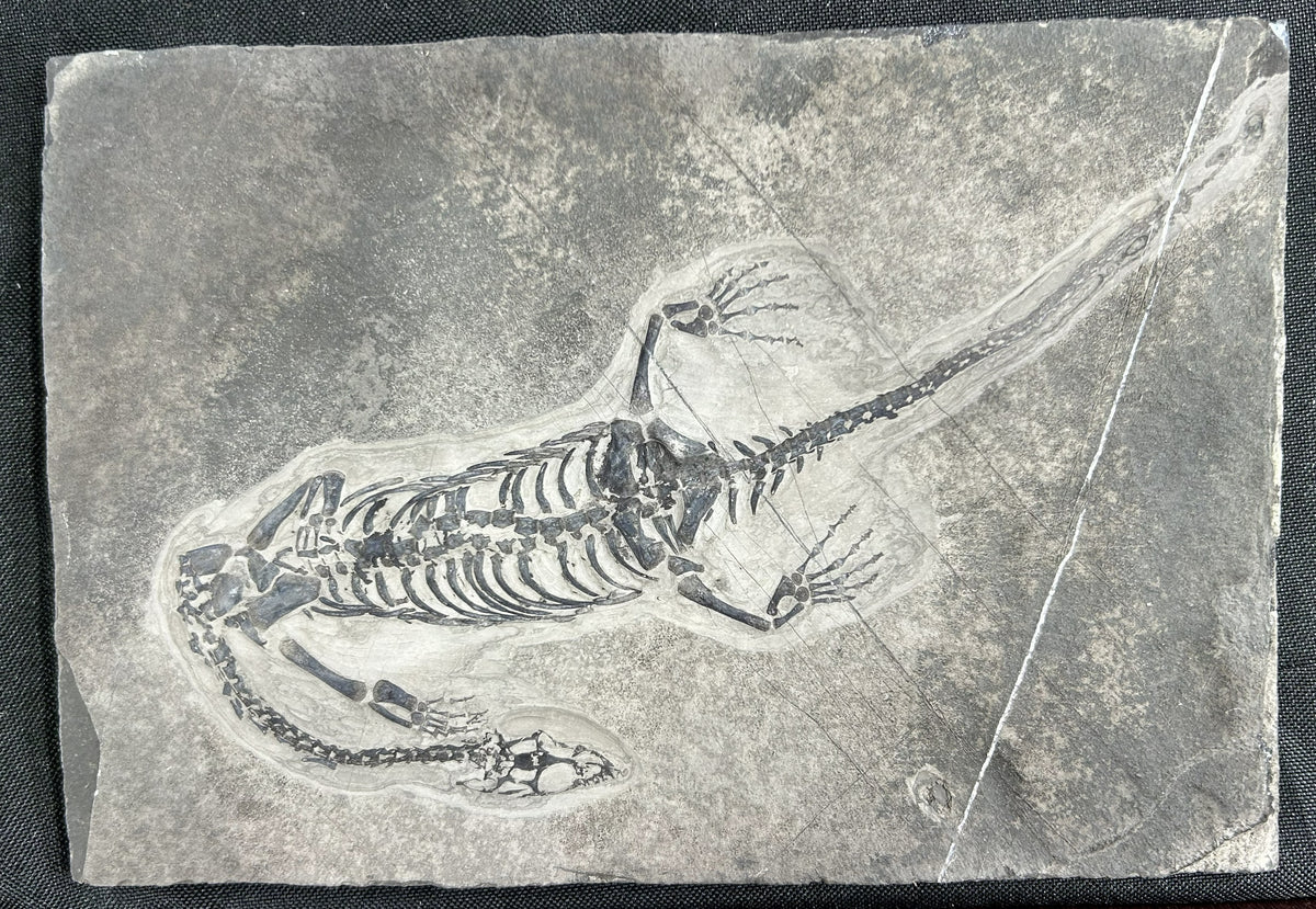 Stone Fossil