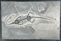 Stone Fossil