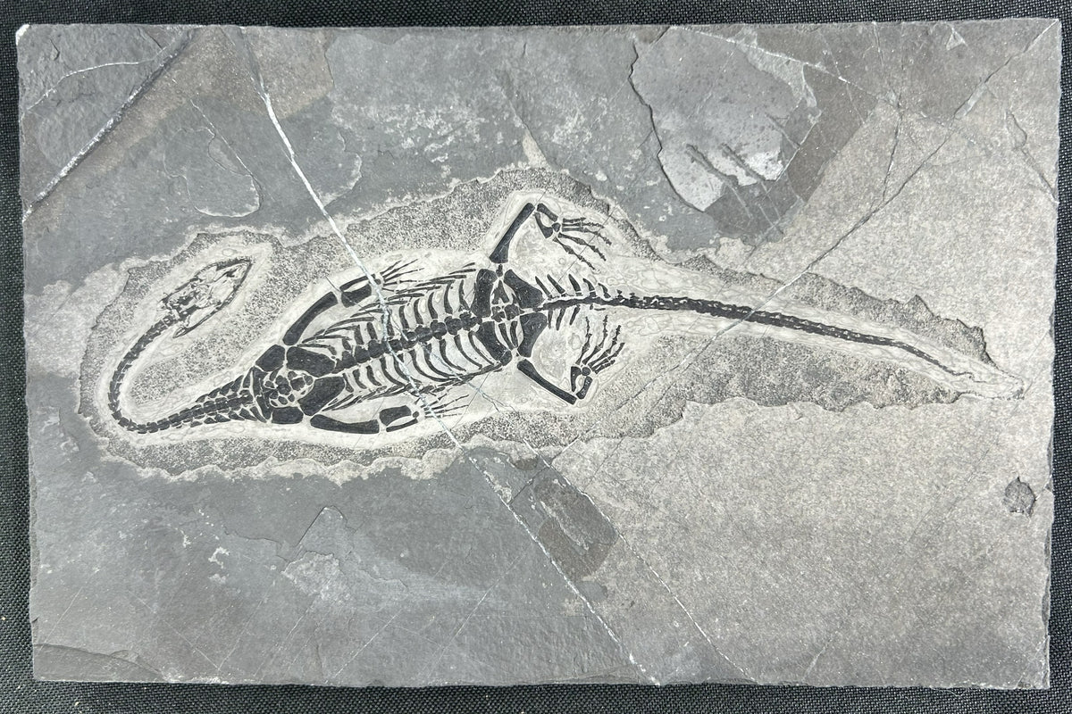 Stone Fossil
