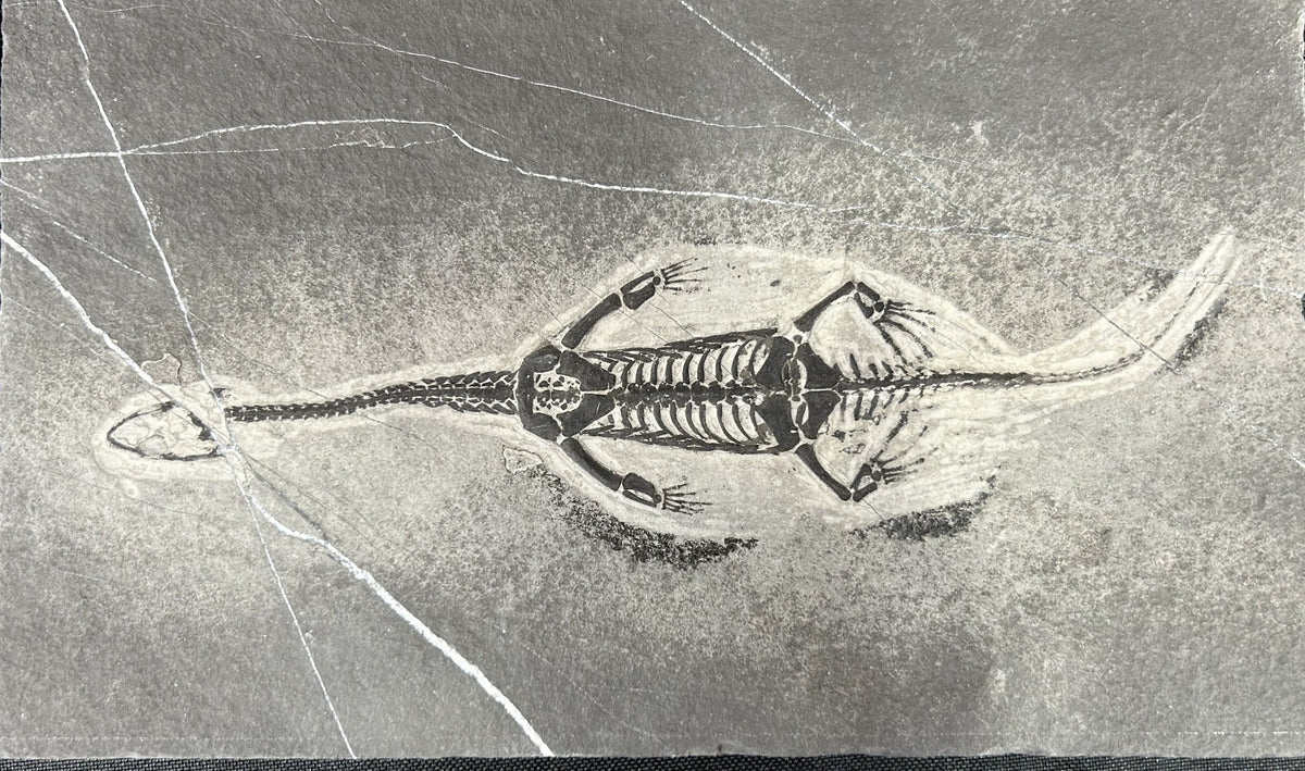 Stone Fossil