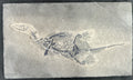 Stone Fossil