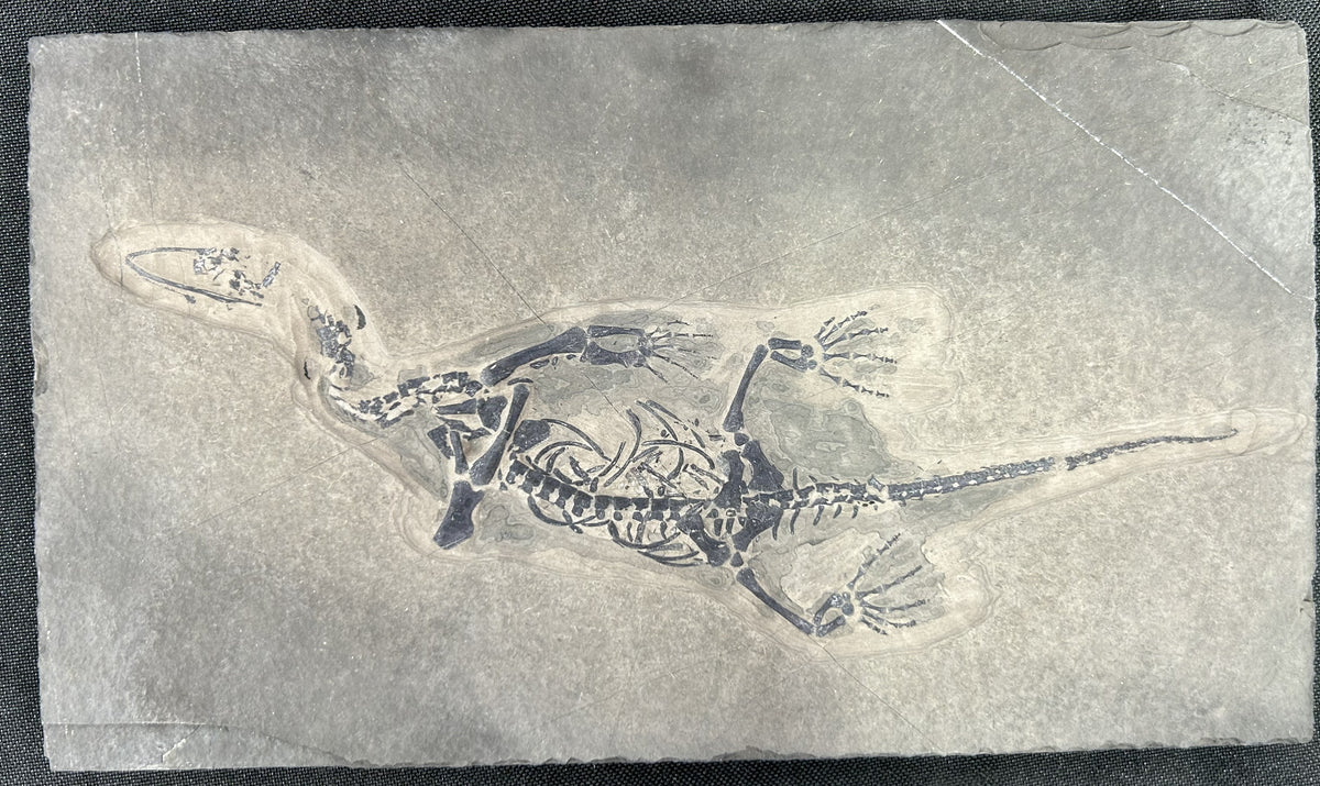 Stone Fossil