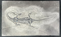 Stone Fossil