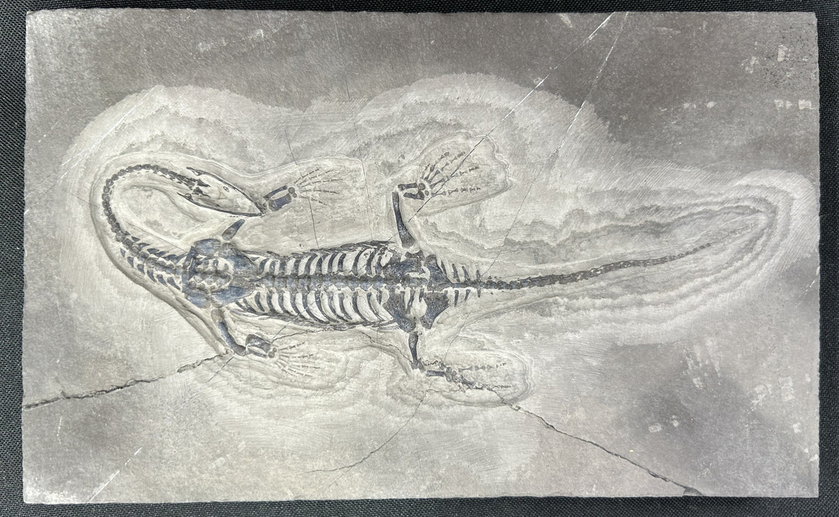 Stone Fossil