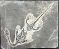 Stone Fossil