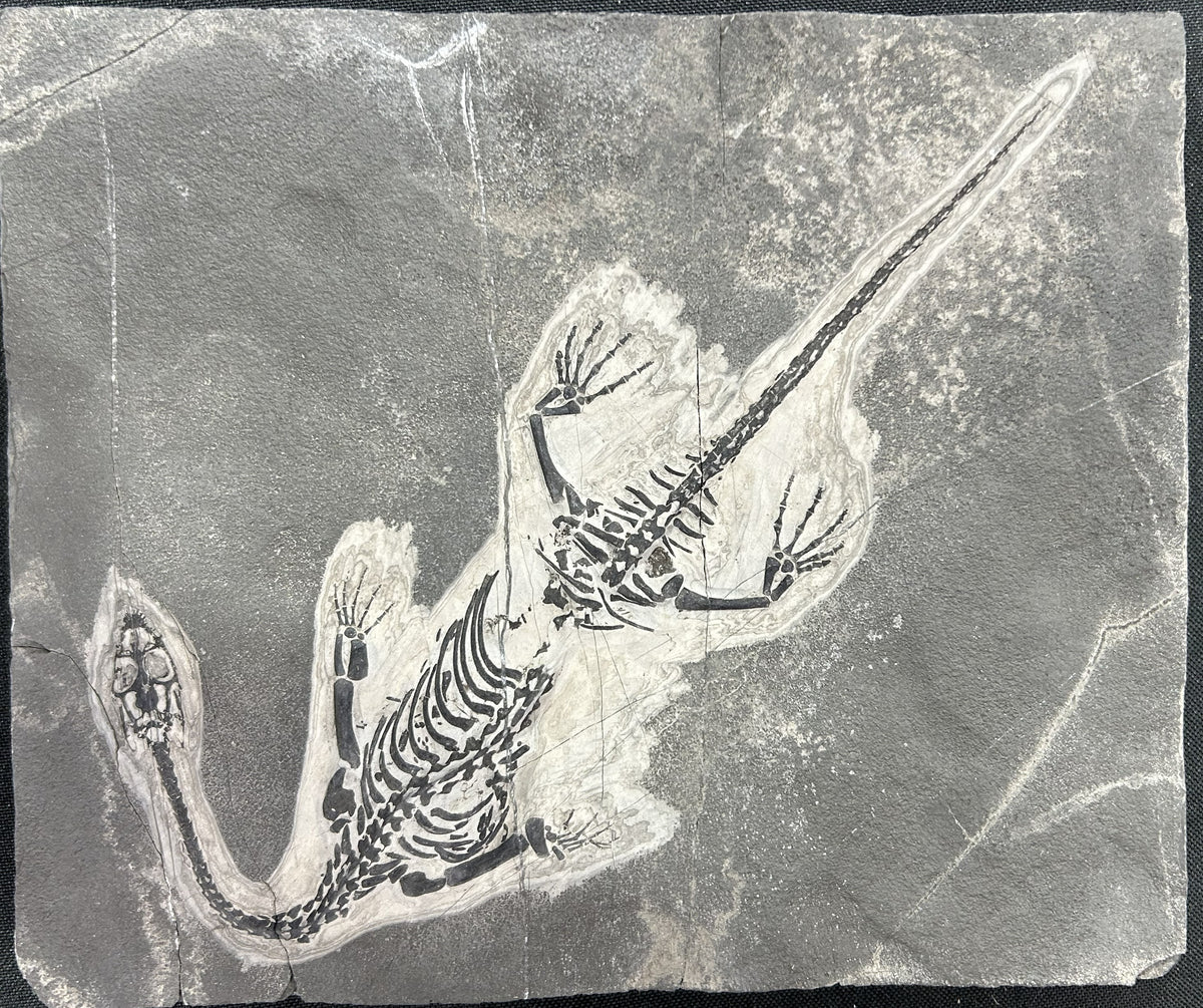 Stone Fossil