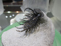 Kolehapeltis Trilobite Fossil