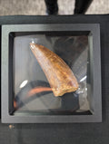 STONE FOSSILS