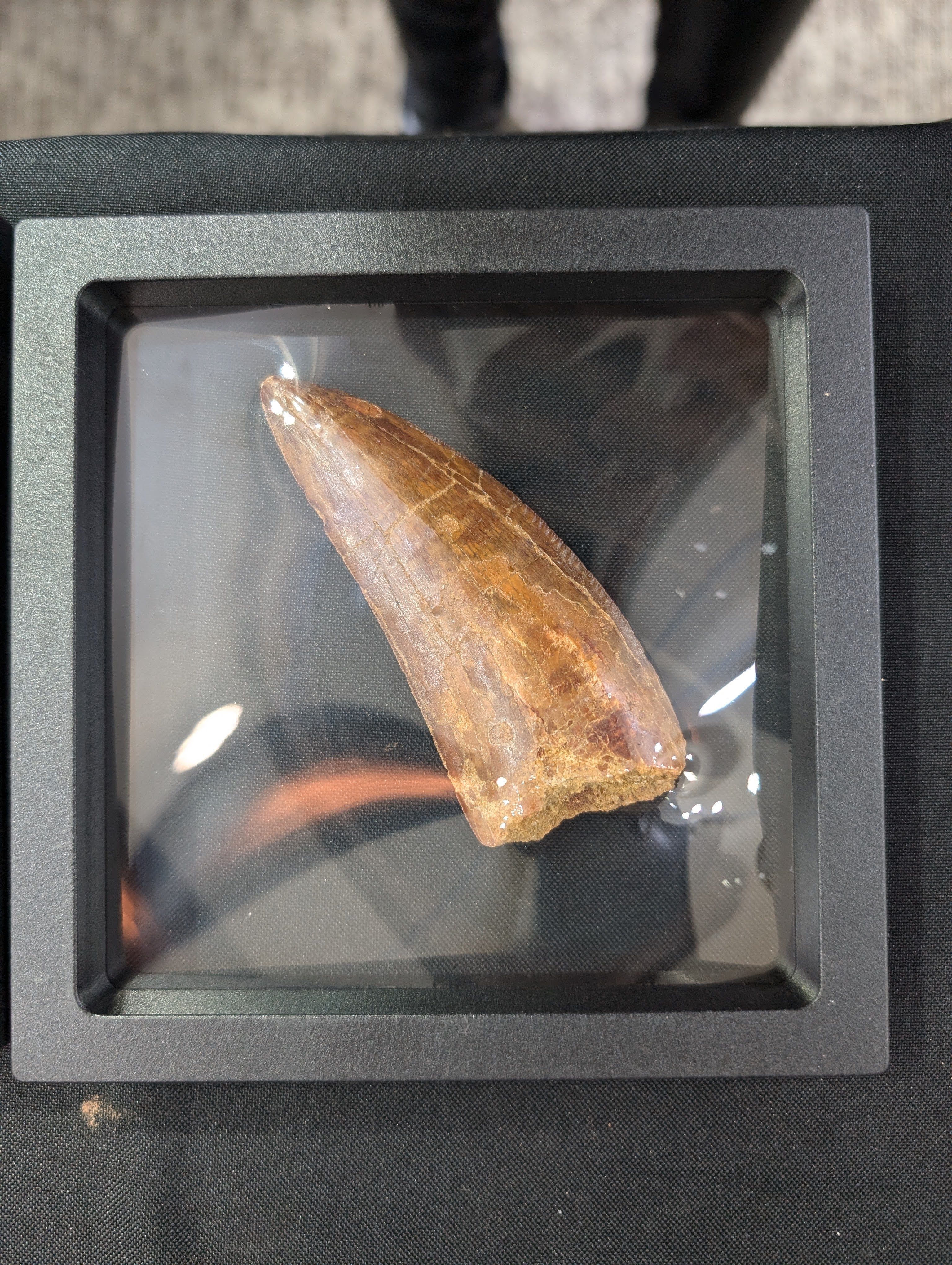 STONE FOSSILS