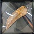 STONE FOSSILS