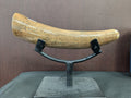 STONE FOSSILS