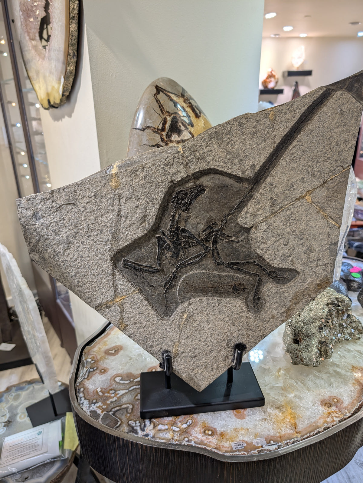 Stone Fossil