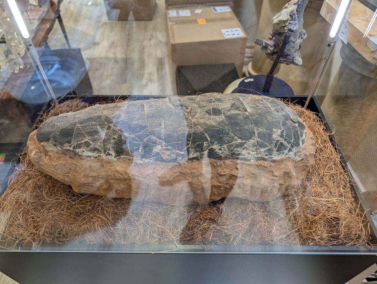 Stone Fossil