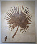 Palm Frond Fossil