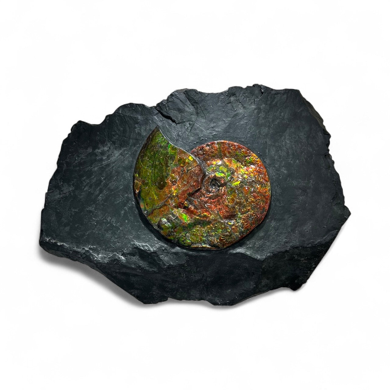 Ammonite Wall Display