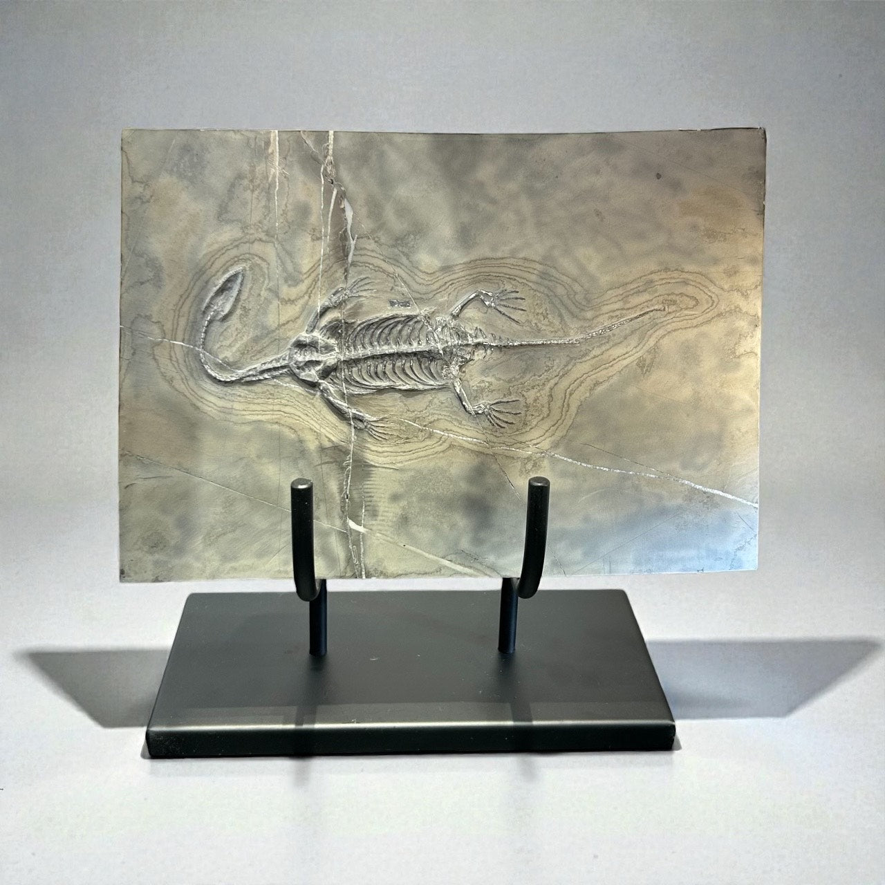 Keichousaurus Fossil