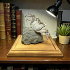 Fossil Crab from Italy