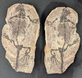 Stone Fossil